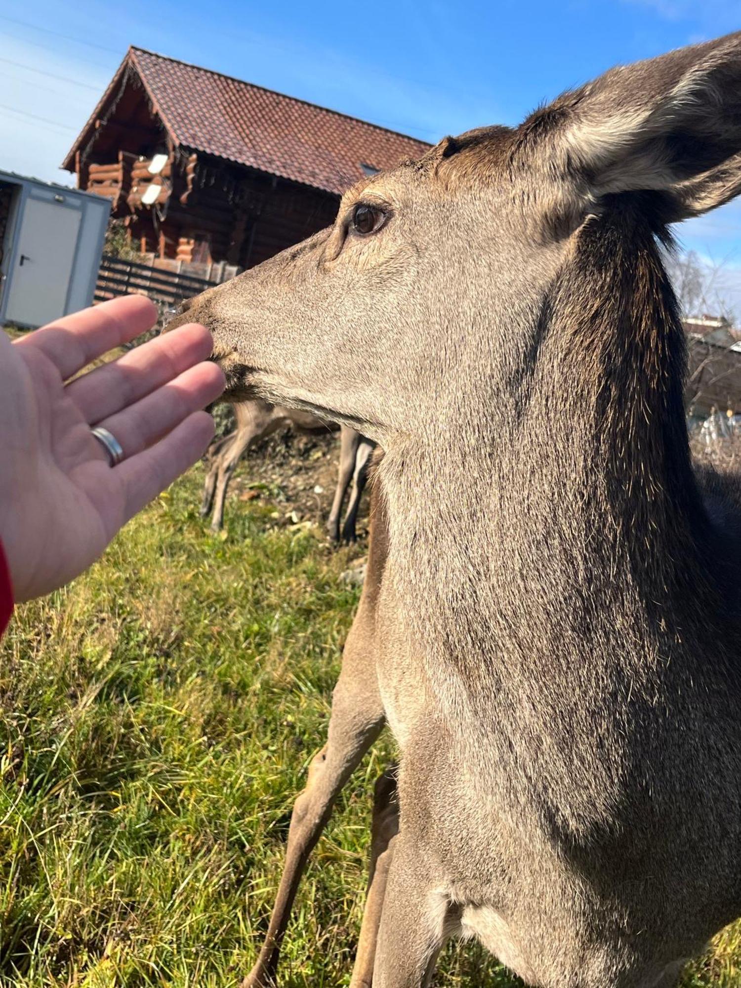 ヴァトラ・ドルネイ Casa De Munteヴィラ エクステリア 写真