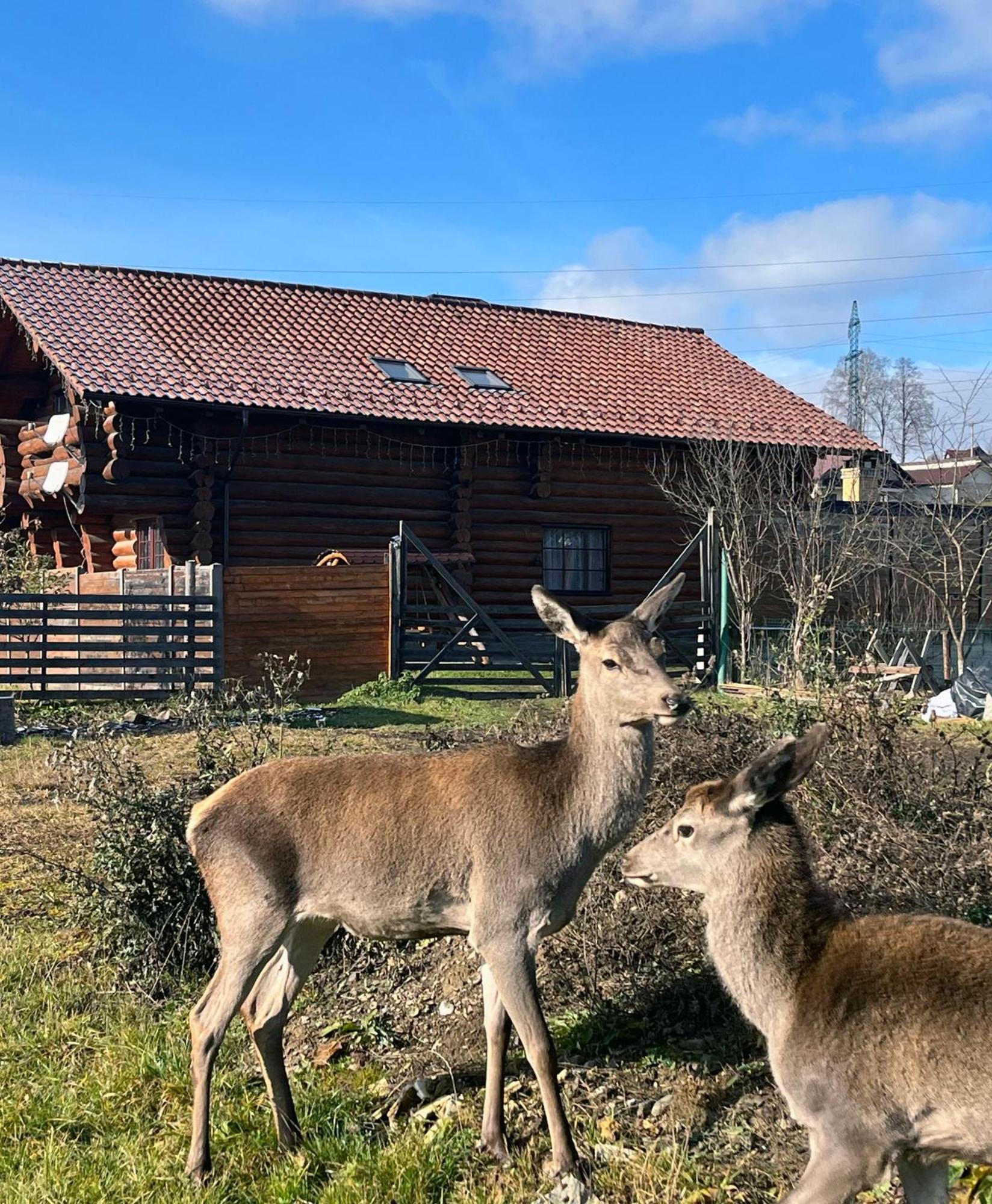 ヴァトラ・ドルネイ Casa De Munteヴィラ エクステリア 写真