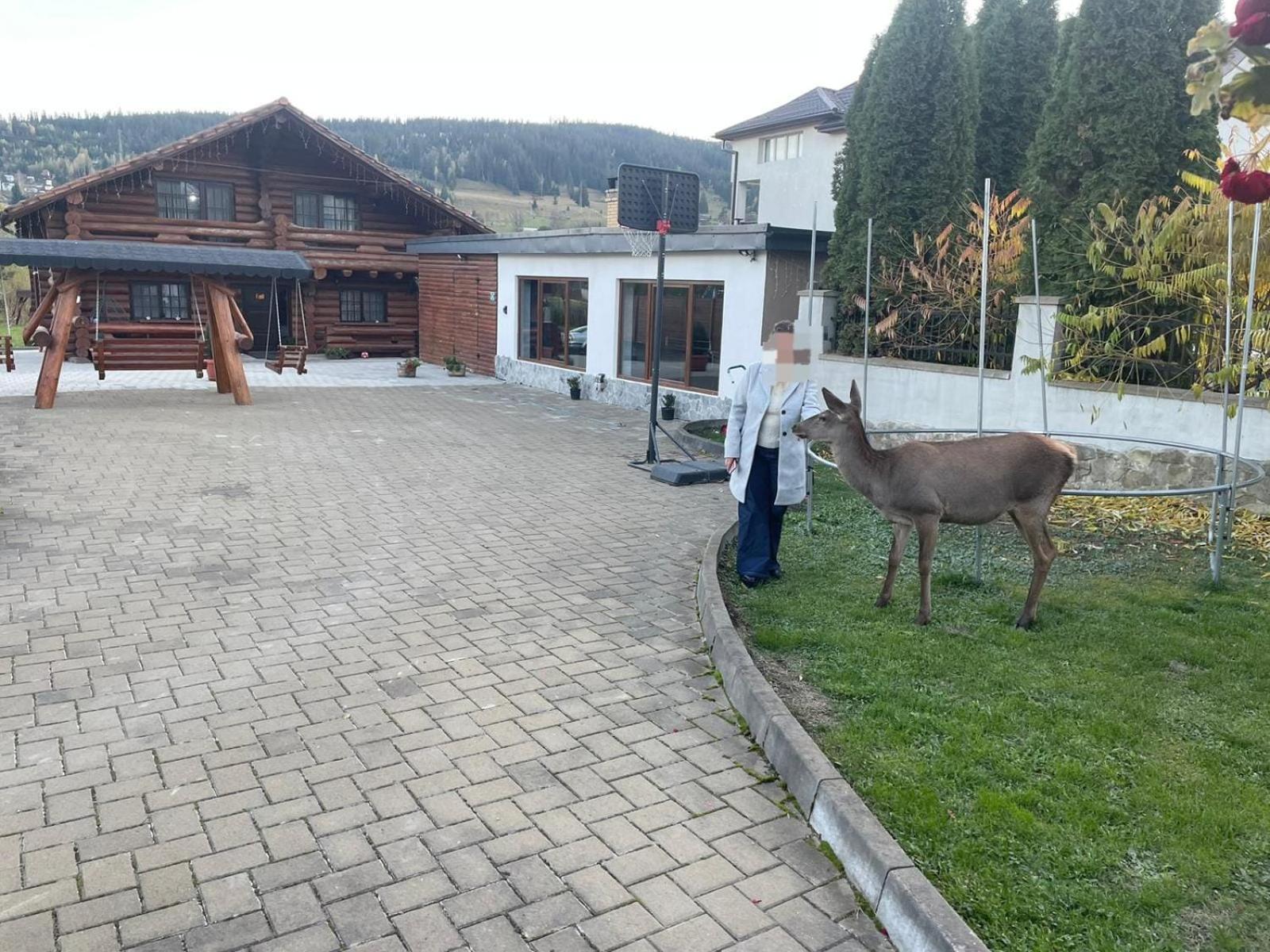ヴァトラ・ドルネイ Casa De Munteヴィラ エクステリア 写真